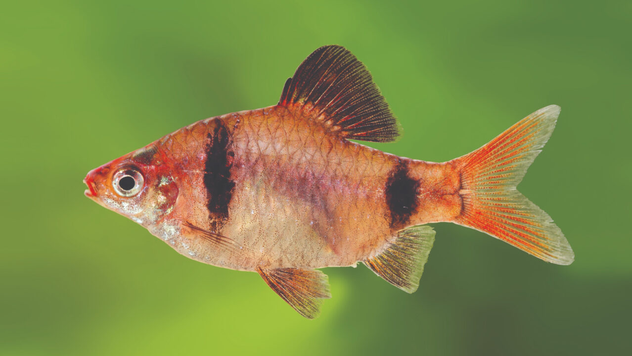 Sdf Fish Our Projects – Wildlife Conservation Society